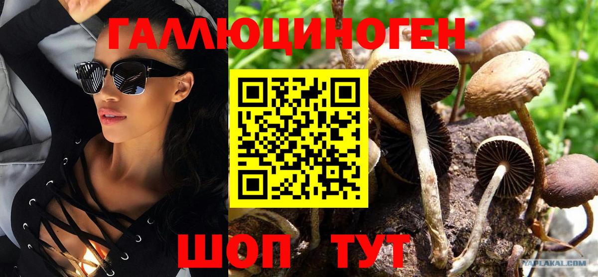 Галлюциногенные грибы Psilocybine cubensis Карпинск